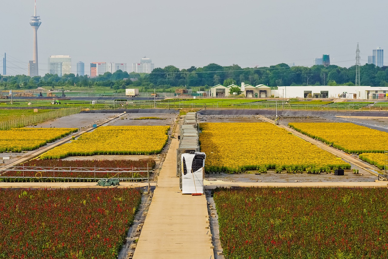 Breeding methods for self pollinating plants.