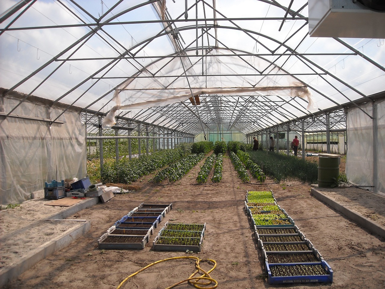 Traits in the Plant Breeding
