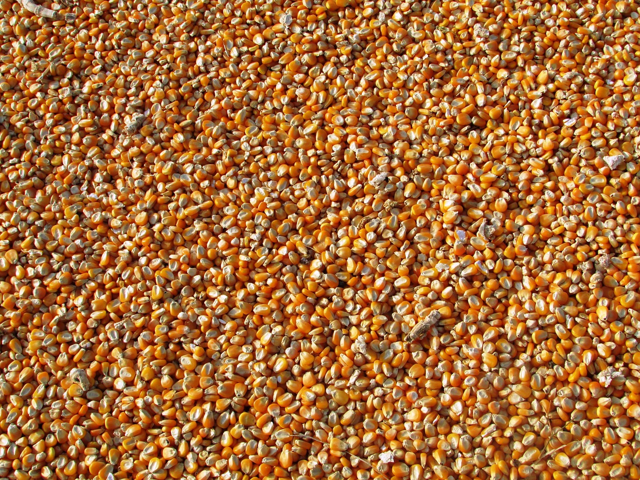 Germplasm Conservation.