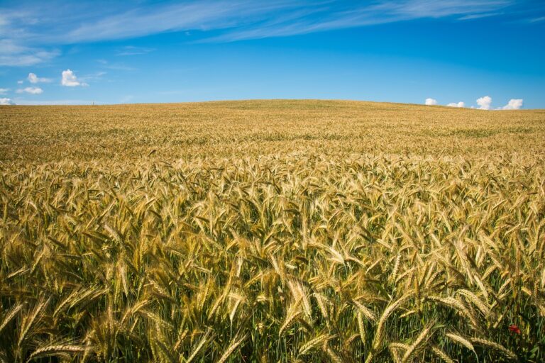 field, ears of corn, nature-2939583.jpg