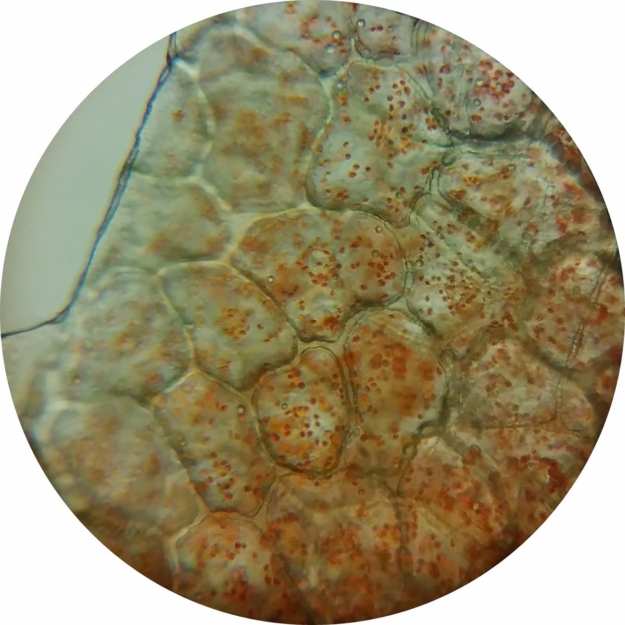 Plant Microbiome