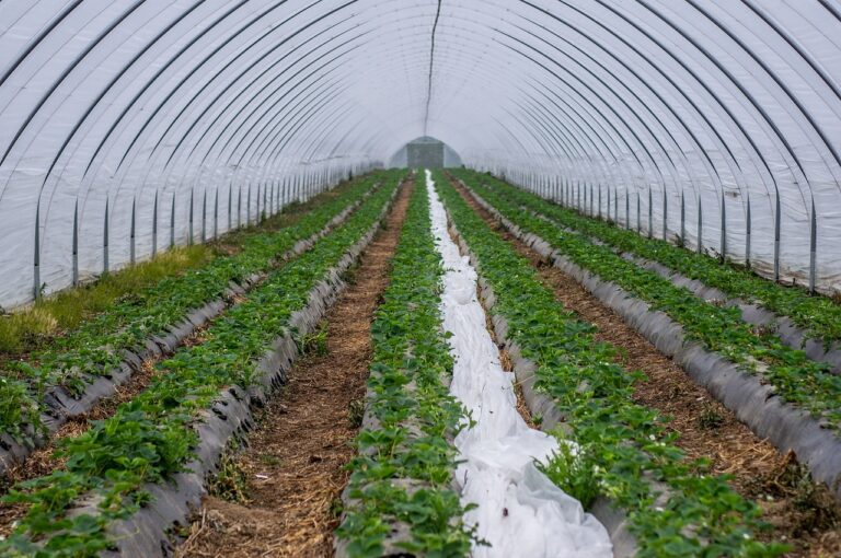 wall tunnel, slide tunnel, strawberries-4181125.jpg