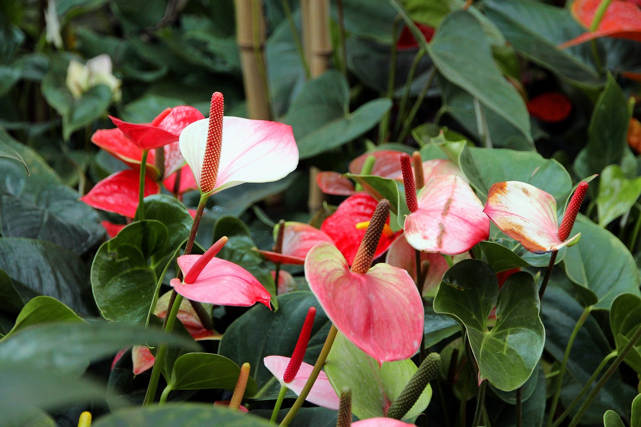 Anthurium Cultivation.