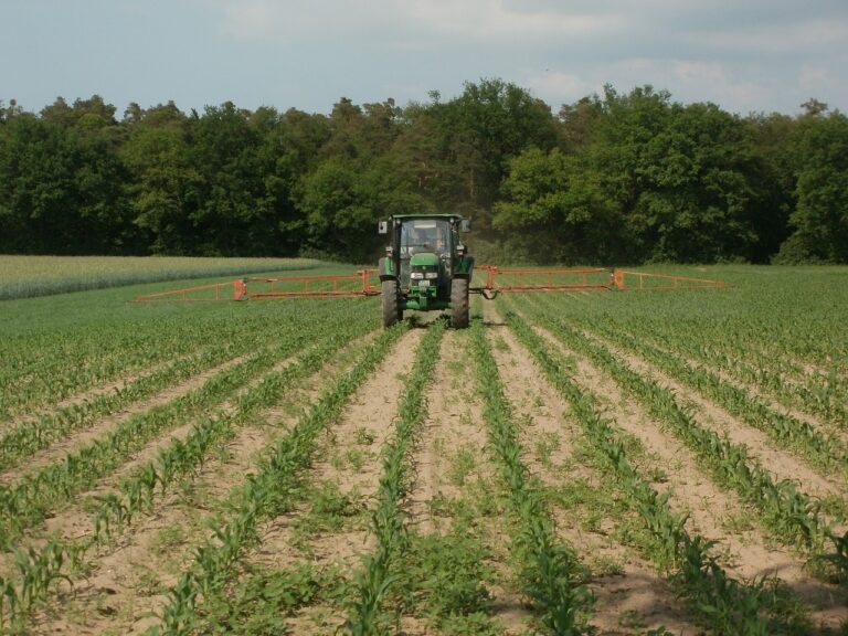 maize, corn, field-839470.jpg