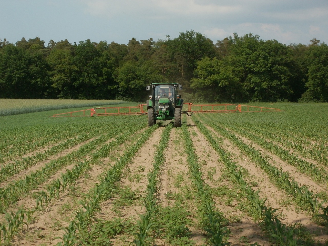 Breeding of cross pollination crops