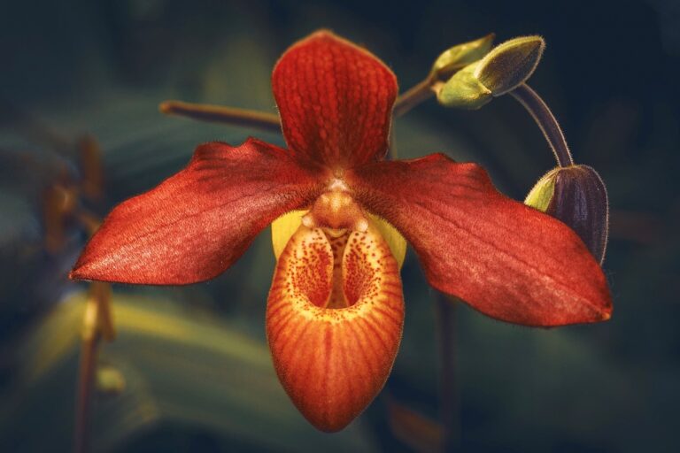 orchid, beauty, exotic-4155010.jpg