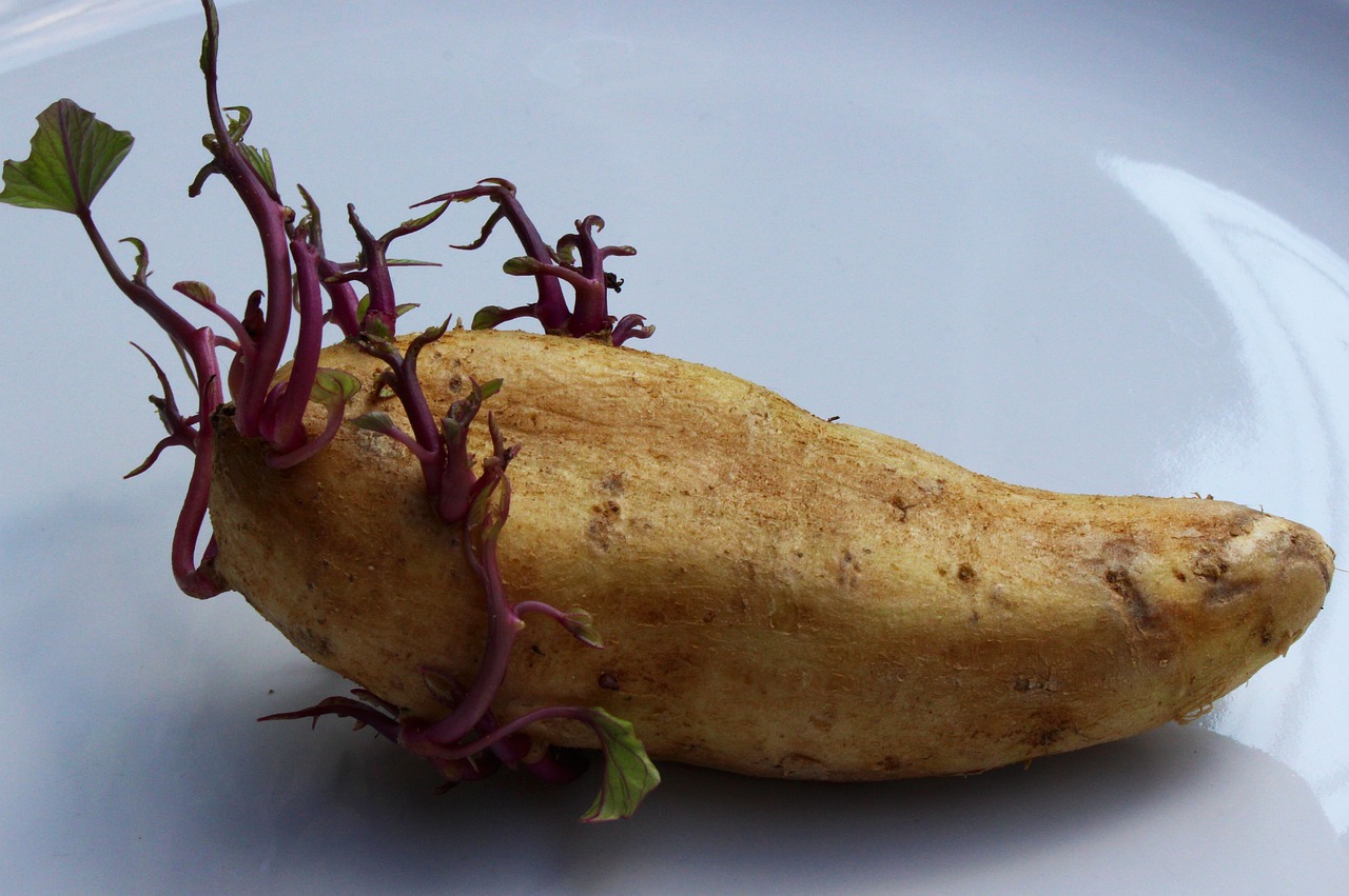 Breeding of asexual propagated crops